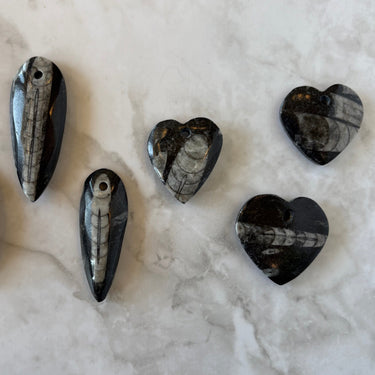 Orthoceras (Pendants)