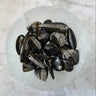 Orthoceras (Pendants)