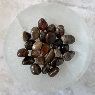 Petrified Wood (Tumbled)