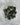 South African Jade (Tumbled)